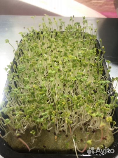 Микрозелень Елец
