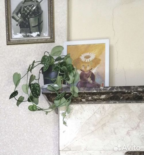 Комнаное растение стендапсус