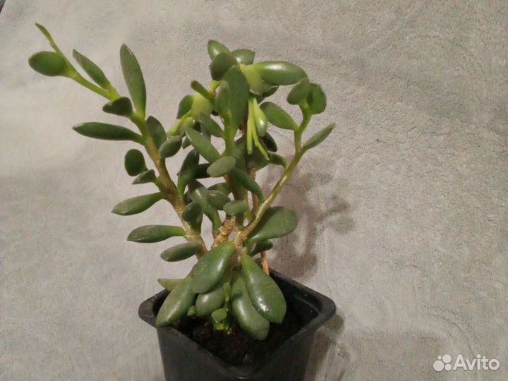 Адромискус