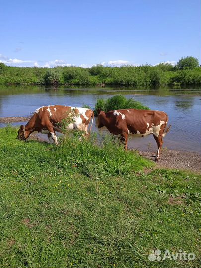 Телка- нетель