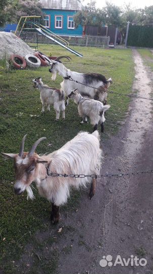 Коза альпийская