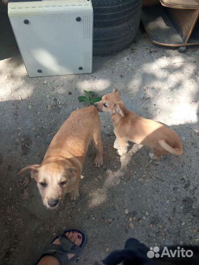 Девочка в добрые ручки