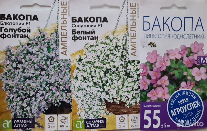 Цветы виола и бакопа