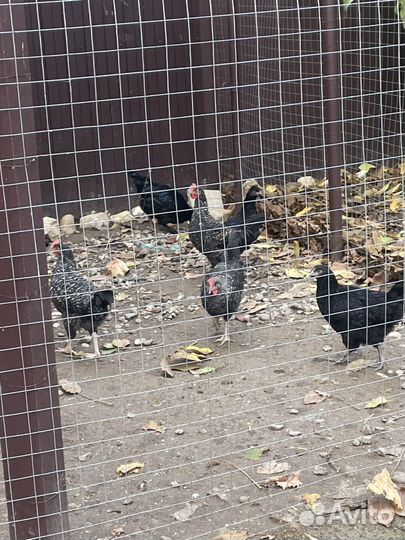 Петушки Маран +Легбар