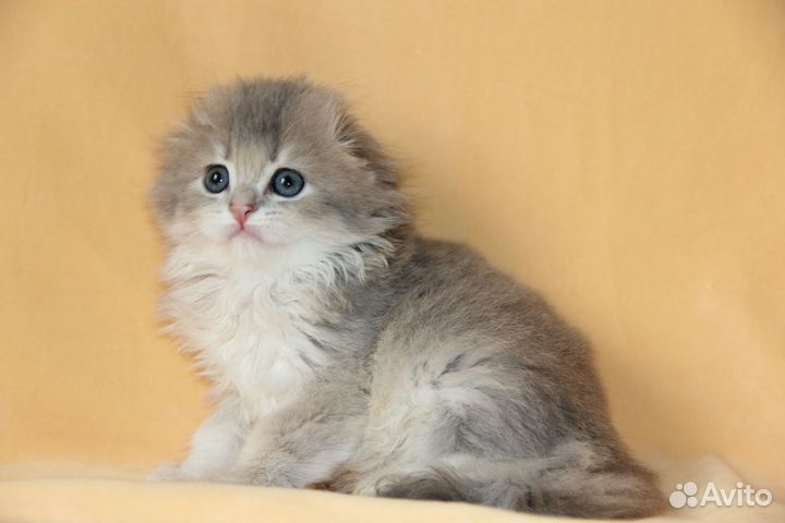 Котята для вас