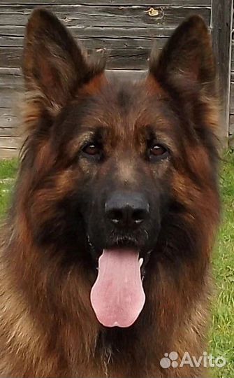 Немецкая овчарка