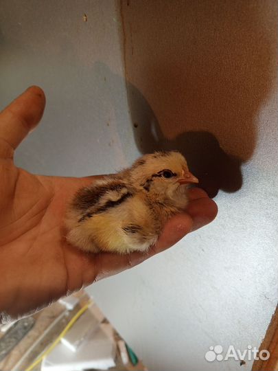 Мастер грей Венгрия цыплята