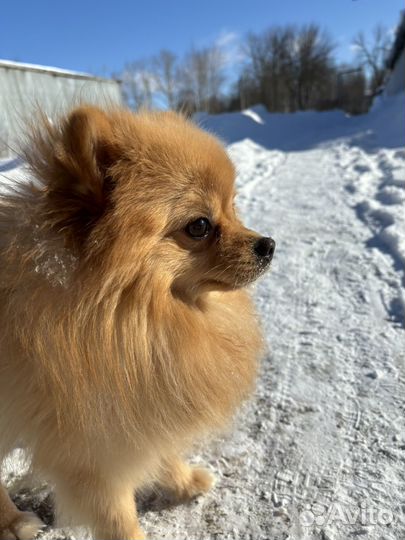 Померанский шпиц вязка кобель