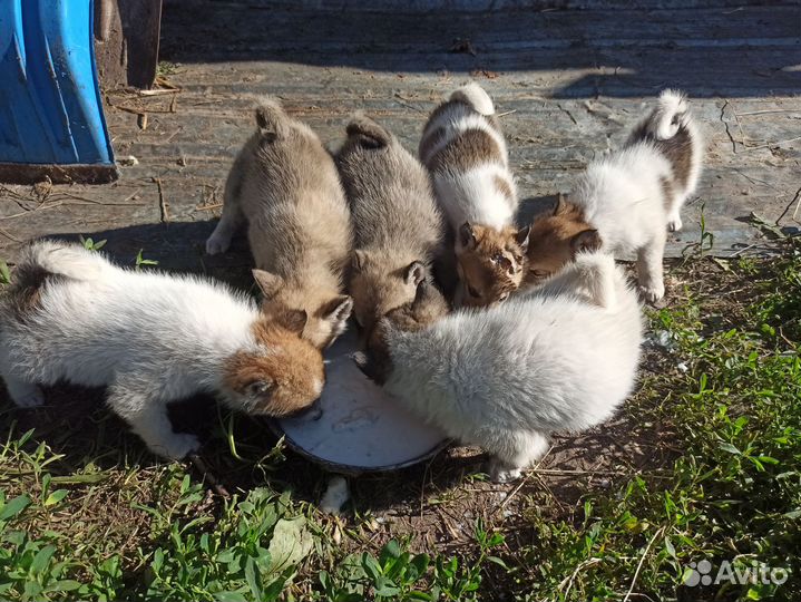 Западно сибирская лайка