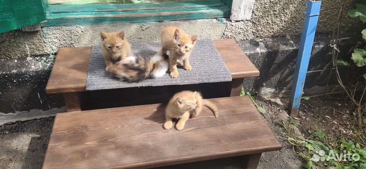 Котята в добрые руки