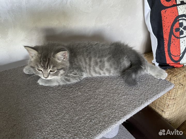 Шотландские котята