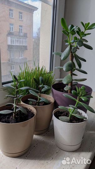 Крассула толстянка