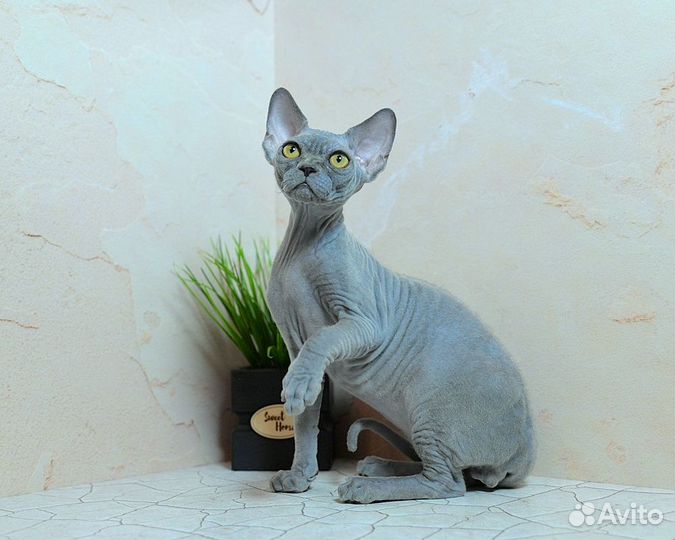 Голубой девончик