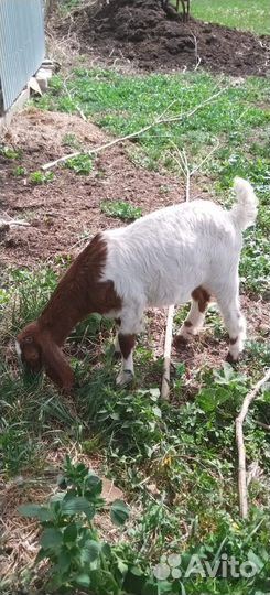 Дойная нубийская коза, козлята нубийские и камори