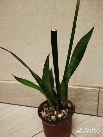 Сансевиерия