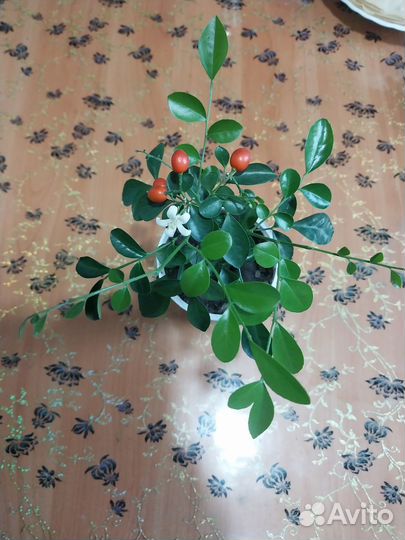 Продам цветы комнатные