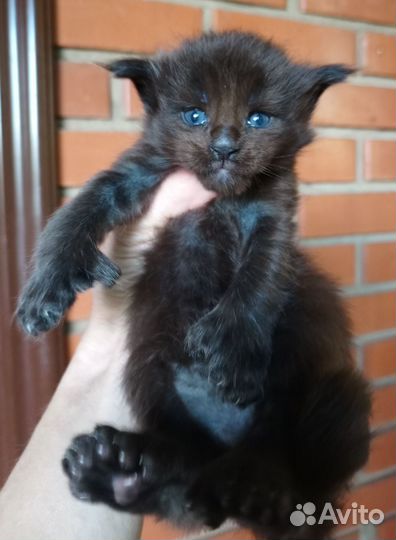 Полидакт котик