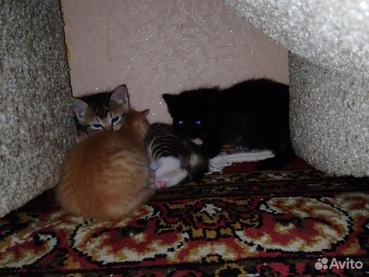 Кошки бесплатно