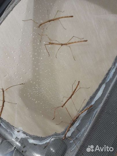 Палочник минифицированный