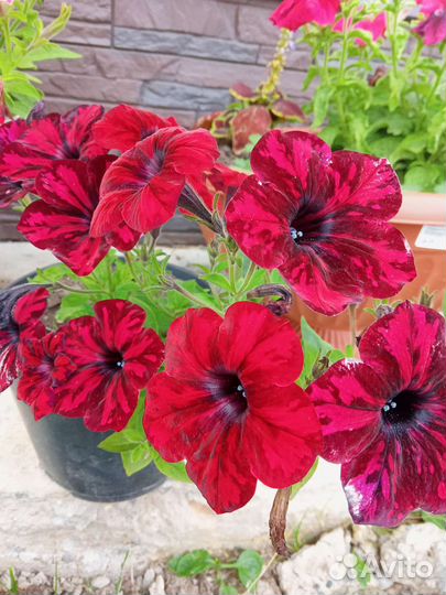 Рассада петунии