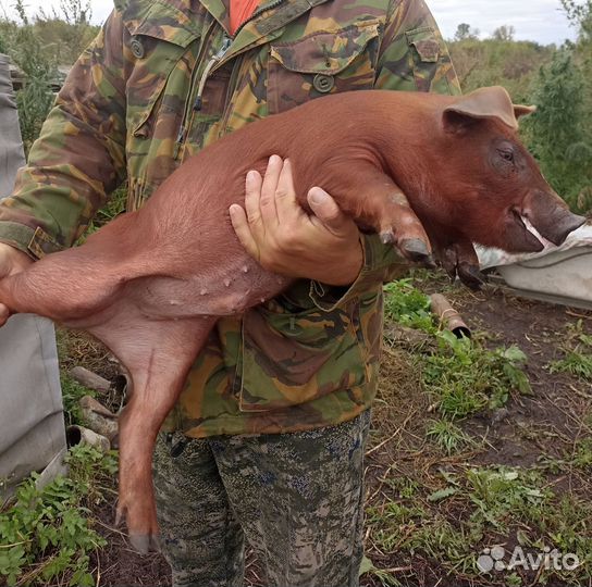 Продам поросят
