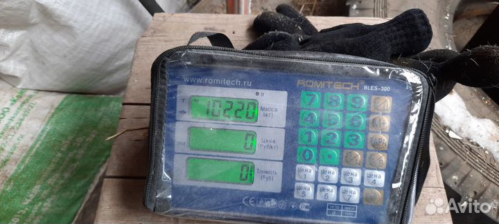 Курдючный баран