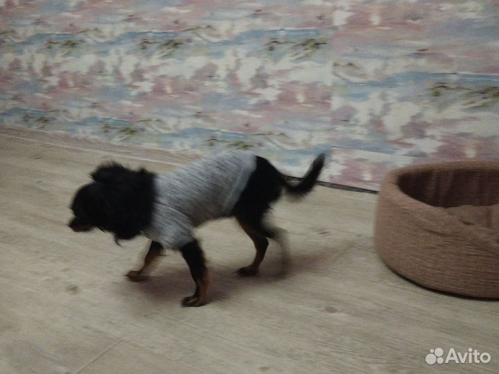 Собака в добрые руки отдам бесплатно