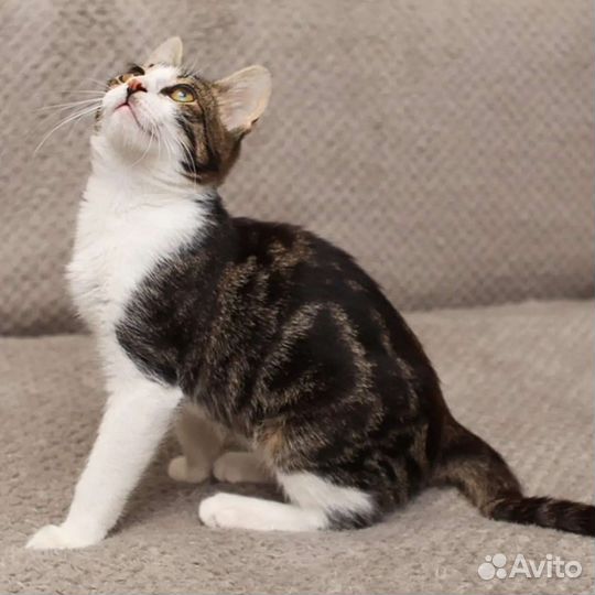 Котенок Сеня ищет дом