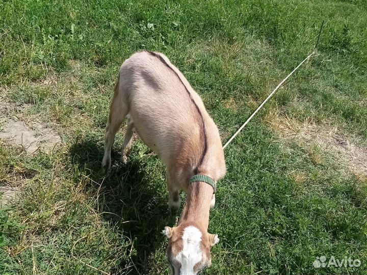 Козы ламанча