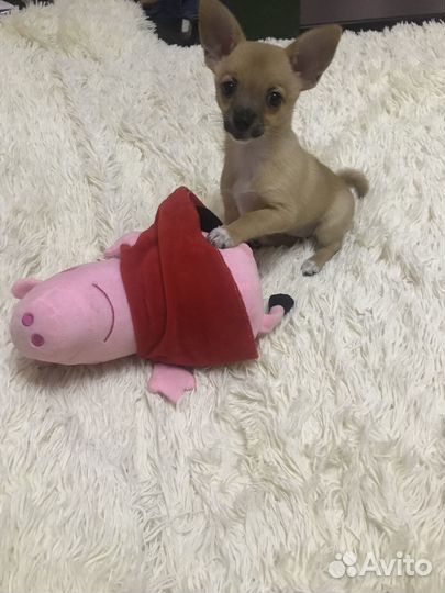 Щенки чихуахуа