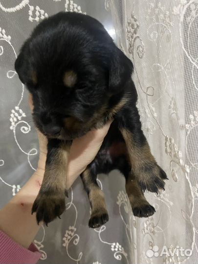 Щенки ягдтерьера