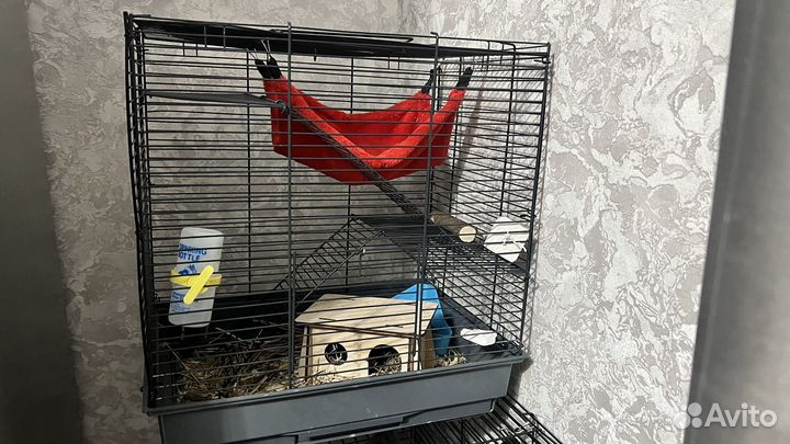 Сирийский хомяк с клеткой