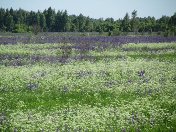 Участок 8,87 га (СНТ, ДНП)