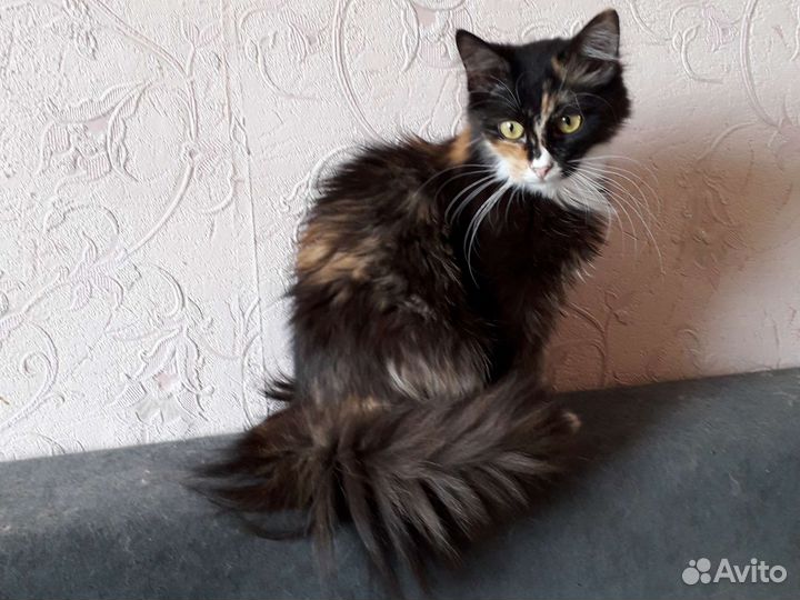 Красавицы кошки