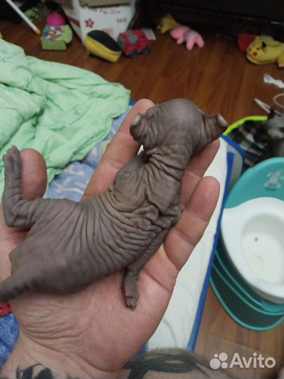 Сфинкс Эльф