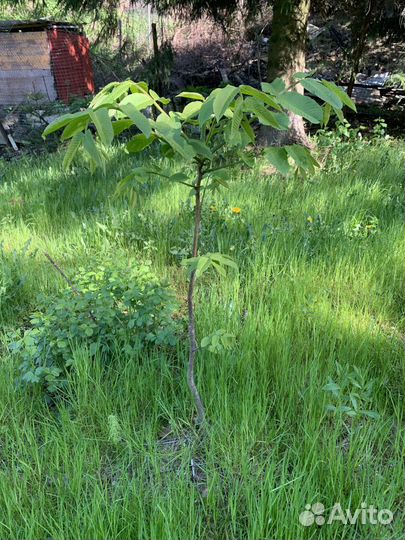 Саженец манчжурского ореха