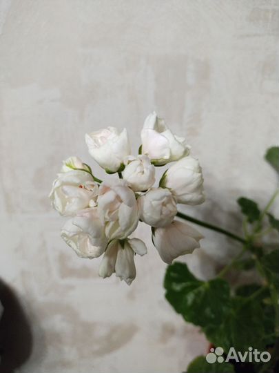 Пеларгония Marbacka Tulpan
