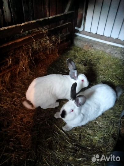 Кролик 2 мес