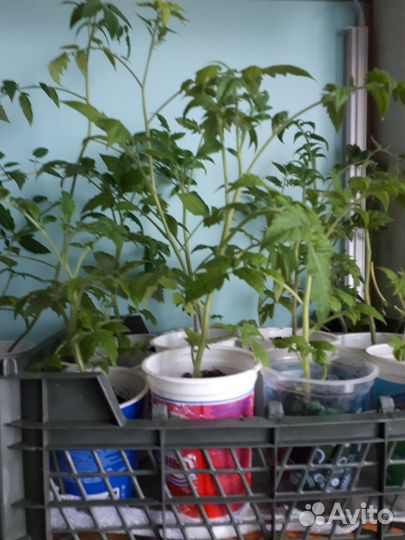 Рассада помидор