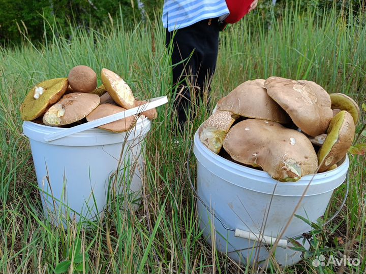5 килограмм белых грибов