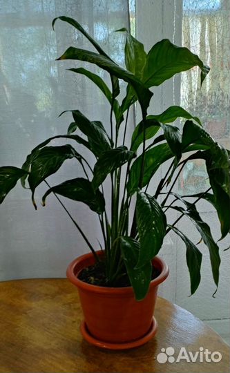 Спатифиллум