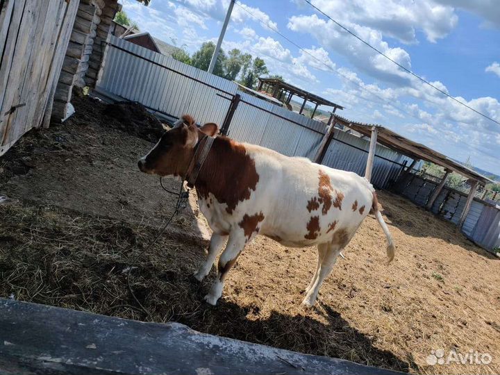 Телка 1.5 года