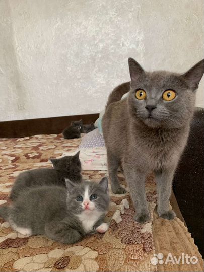 Котенок - девочка, помесь британка