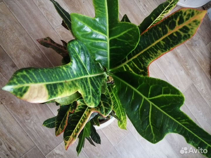 Фикус бенджамина, бейлиз, кротон