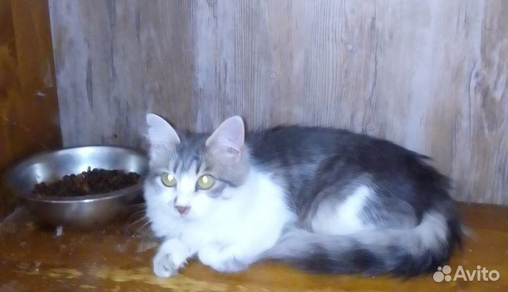 Киса в самые добрые ручки