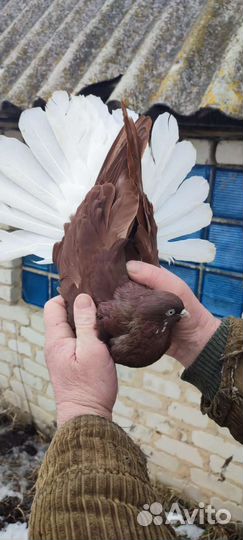 Николаевские голуби