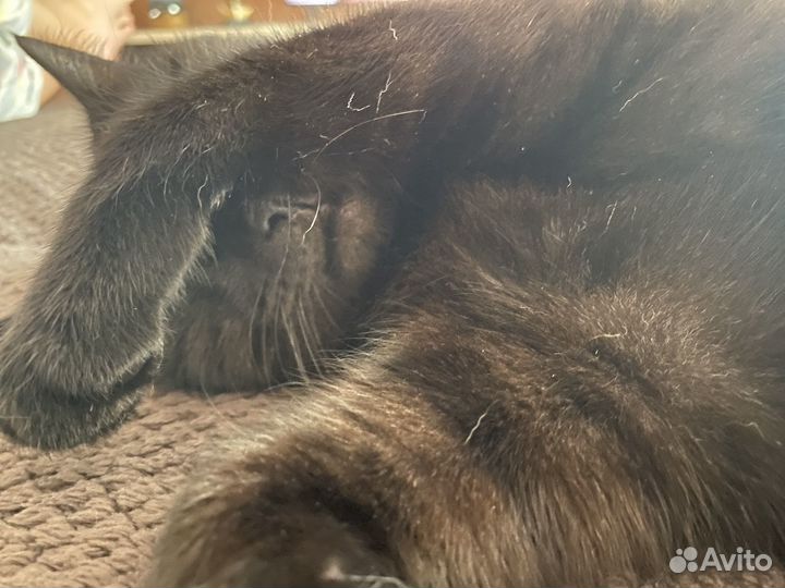 Шотландский кот