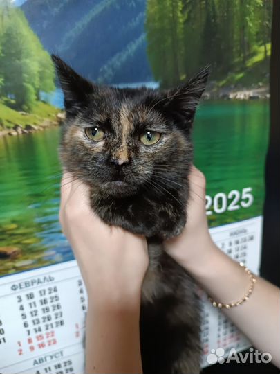 Кошечка стерилизованная