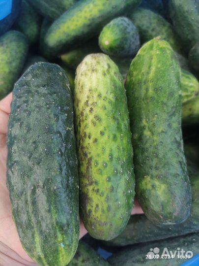 Огурцы домашние