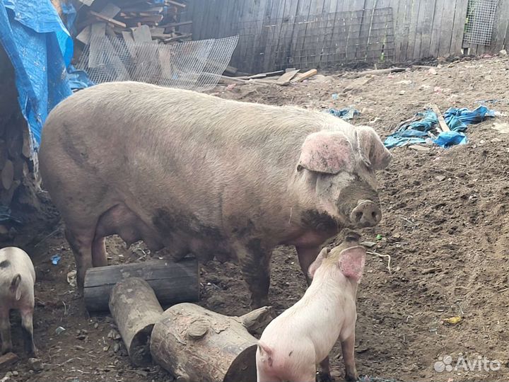 Домашняя свинья